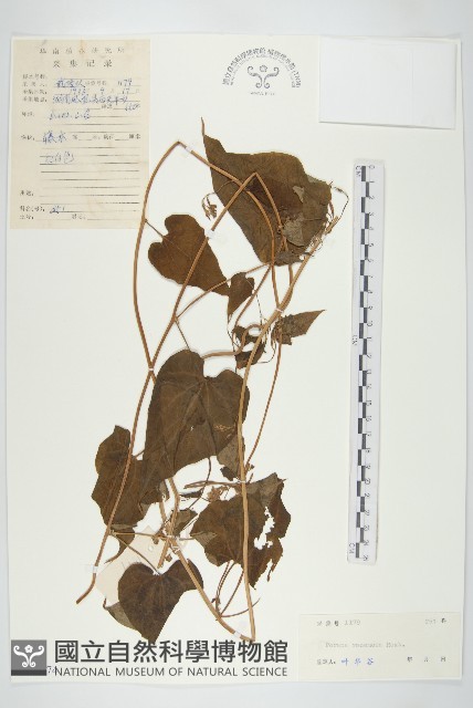 飛蛾藤藏品圖，第1張