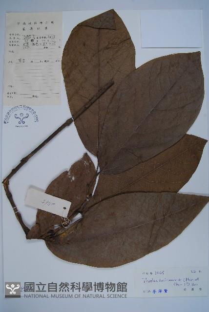 海南線果兜鈴藏品圖，第1張