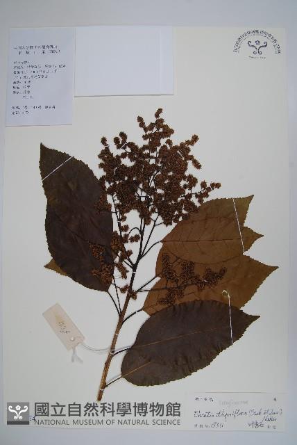 厚殼樹藏品圖，第1張