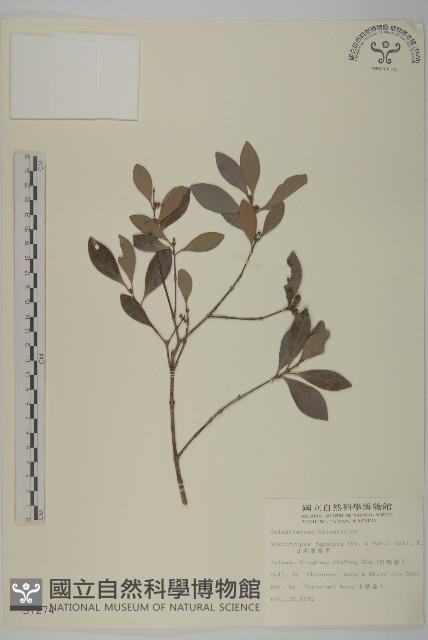 日本賽衛矛、日本假衛矛藏品圖，第1張