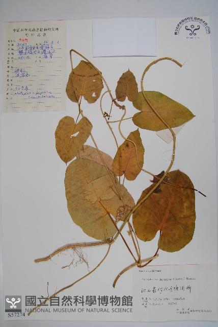 蘿藦藏品圖，第1張
