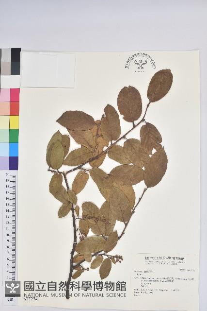 登錄號:S037274藏品圖，第1張