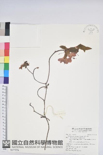 金毛杜鵑藏品圖，第1張