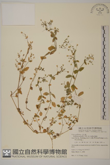 繁縷藏品圖，第1張