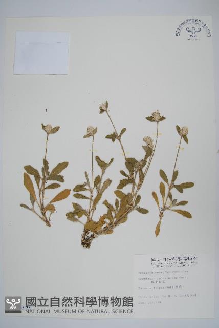 假千日紅藏品圖，第1張