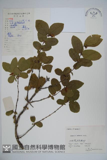 下江忍冬藏品圖，第1張