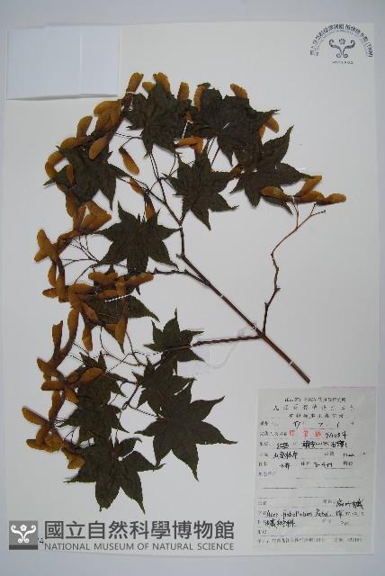 扇葉槭藏品圖，第1張