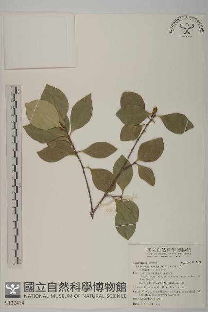 日本賽衛矛、日本假衛矛藏品圖，第1張