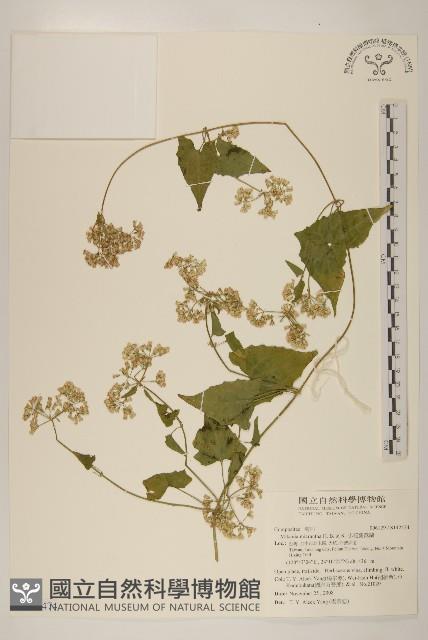 小花蔓澤蘭藏品圖，第1張