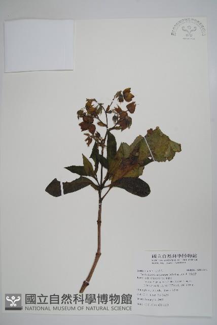 假酸漿藏品圖，第1張
