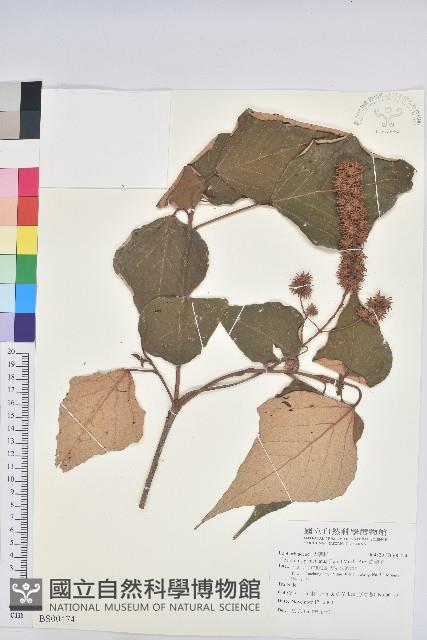 厚葉柃木藏品圖，第1張