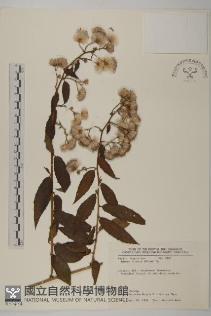 假東風菜藏品圖，第1張