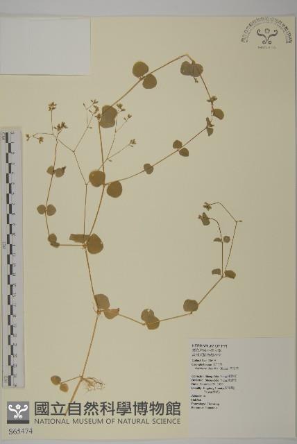 荷蓮豆草、菁芳草藏品圖，第1張