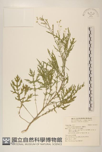 銀膠菊藏品圖，第1張