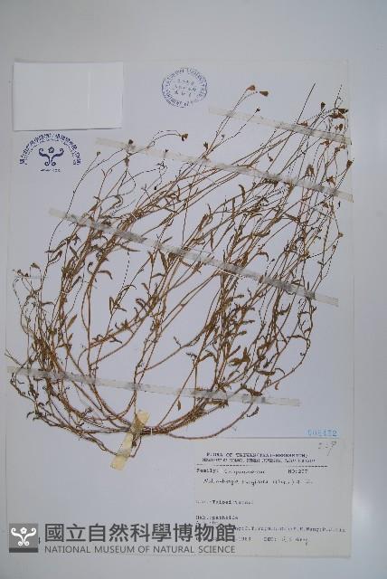 細葉蘭花參藏品圖，第1張