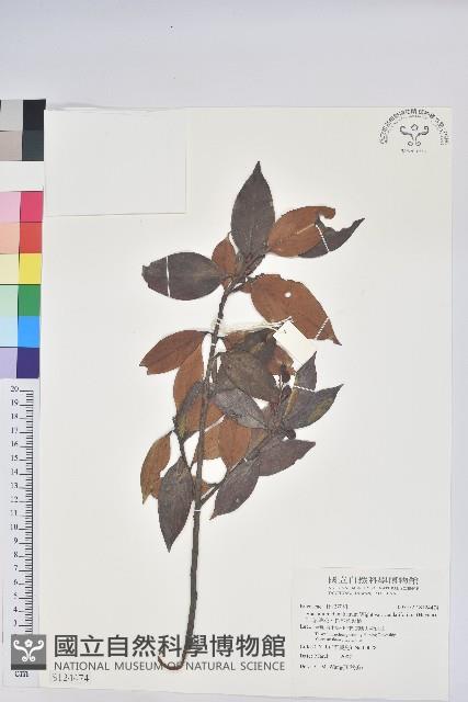 珍珠花、長尾葉越橘藏品圖，第1張