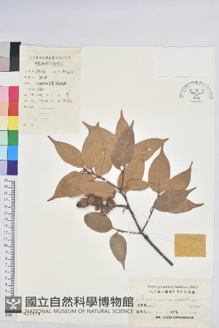 反刺苦櫧藏品圖，第1張