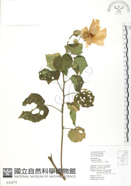 山芙蓉、臺灣山芙蓉、狗頭芙蓉藏品圖，第1張