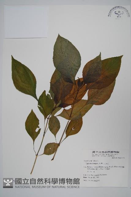 六角英, 槍刀菜藏品圖，第1張