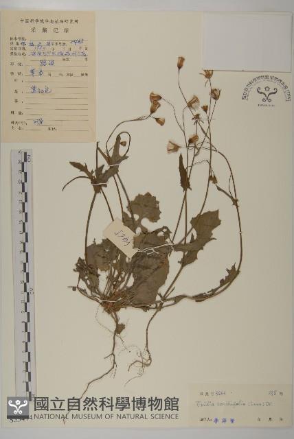 紫背草藏品圖，第1張