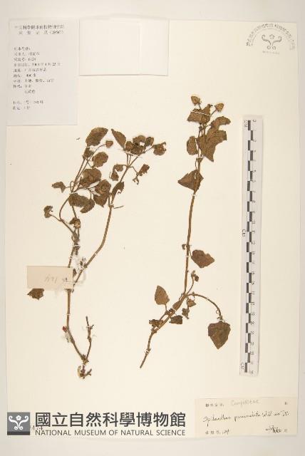 金鈕釦藏品圖，第1張