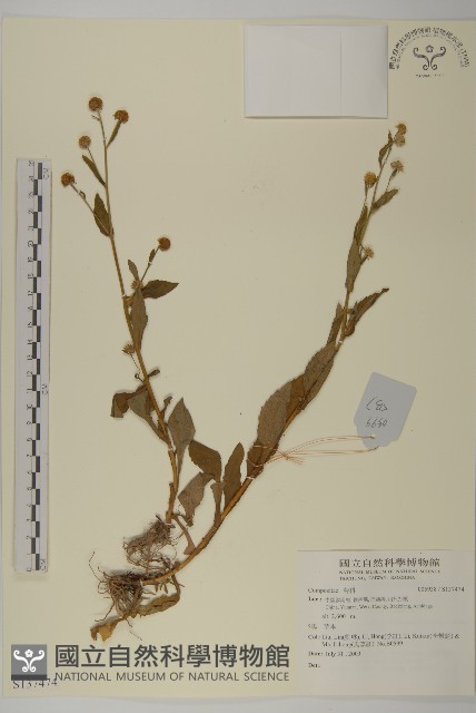 登錄號:S137474藏品圖，第1張