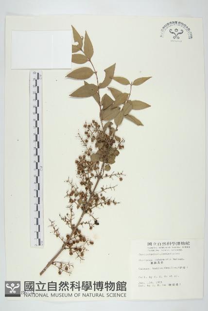 臺灣馬桑藏品圖，第1張