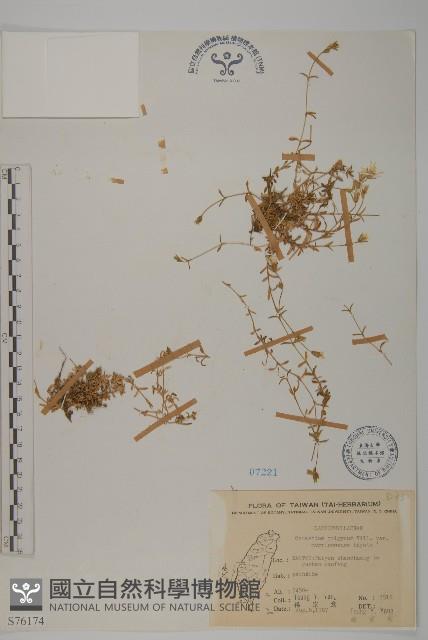 玉山卷耳藏品圖，第1張