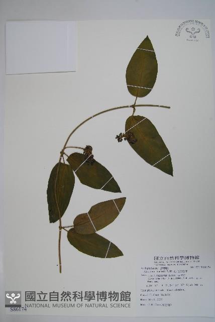 絨毛芙蓉蘭藏品圖，第1張