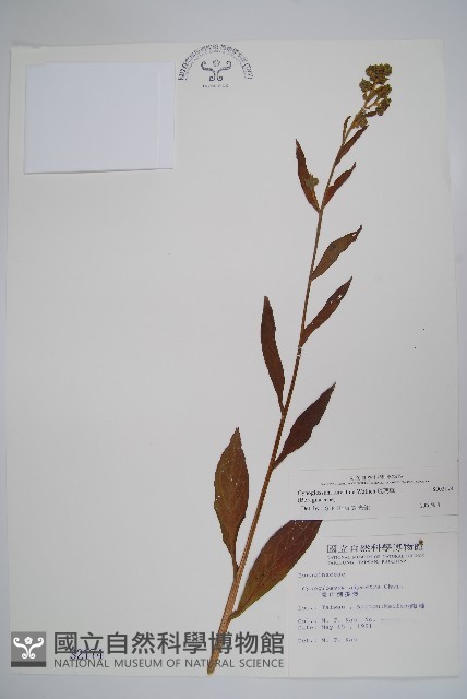 琉璃草藏品圖，第1張