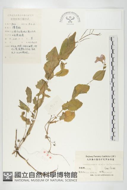 諸葛菜藏品圖，第1張