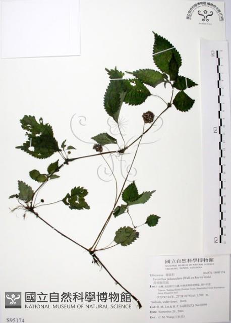 長梗盤花麻藏品圖，第1張