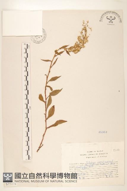 一枝黃花藏品圖，第1張