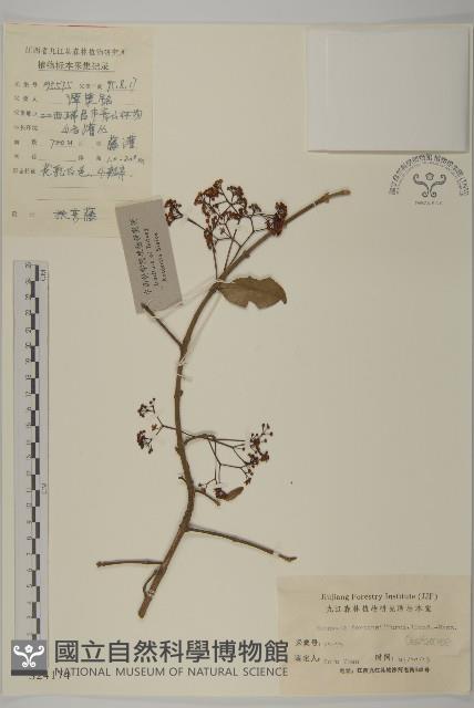 扶芳藤藏品圖，第1張