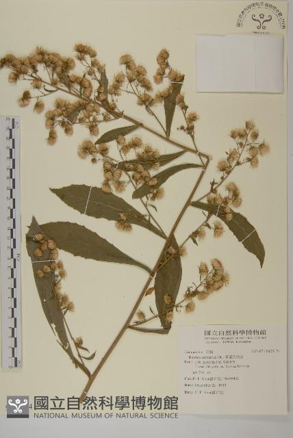 薄葉艾納香藏品圖，第1張