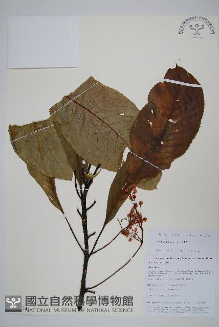 錐序水東哥藏品圖，第1張