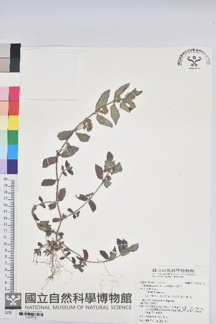 飛揚草藏品圖，第1張