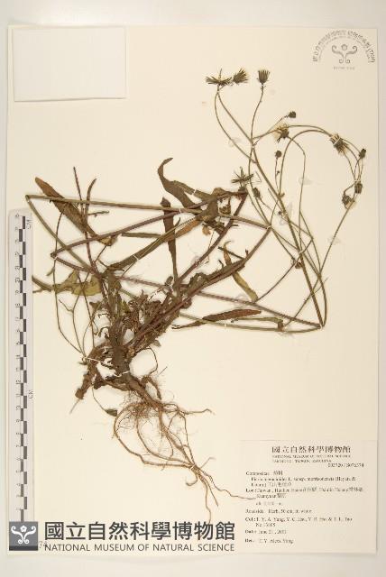 玉山毛蓮菜藏品圖，第1張