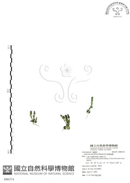 厚葉龍膽藏品圖，第1張