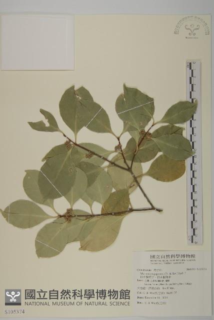 日本賽衛矛、日本假衛矛藏品圖，第1張