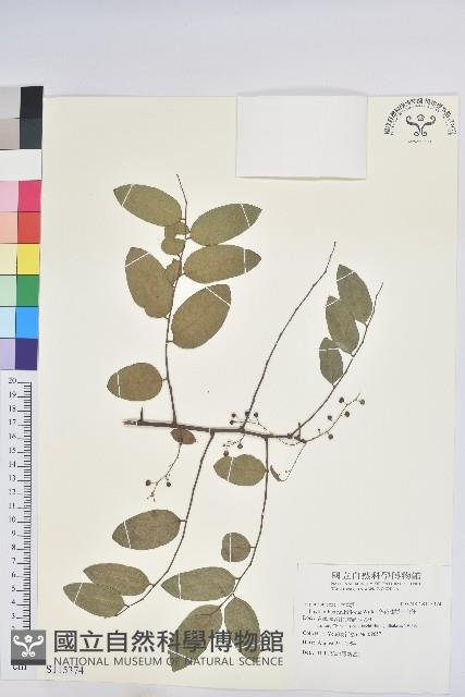 多花油柑、白仔藏品圖，第1張