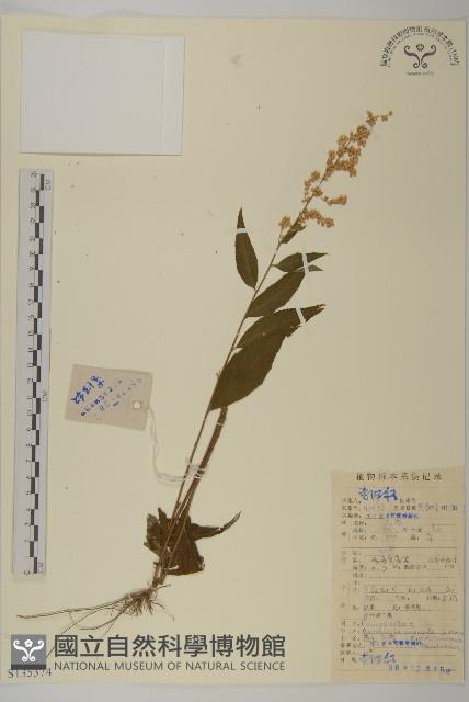 密毛奇蒿藏品圖，第1張