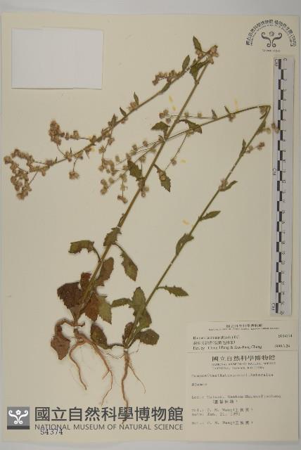 裂葉艾納香藏品圖，第1張