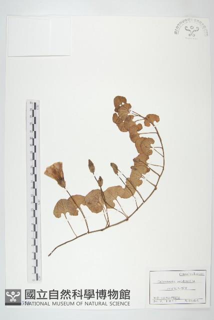 濱旋花藏品圖，第1張