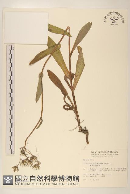 臺灣山苦苣藏品圖，第1張