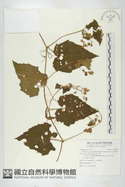 青牛膽藏品圖，第1張