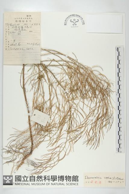 播娘蒿藏品圖，第1張