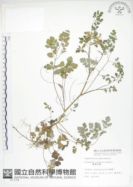 臺灣黃菫藏品圖，第1張