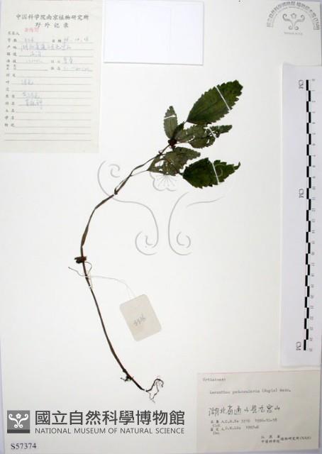 長梗盤花麻藏品圖，第1張