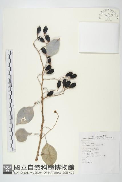 亨利氏伊立基藤藏品圖，第1張